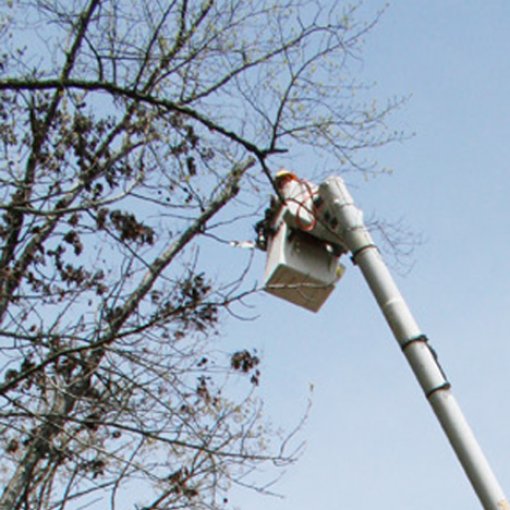 Vegetation Management Vital to Providing Reliable Power