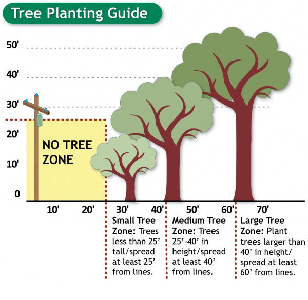 Tree Placement Essential for Safety, Reliability