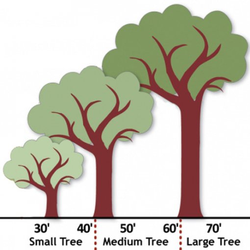 Tree Placement Essential for Safety, Reliability