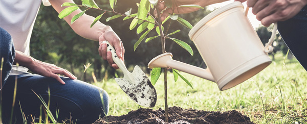 Planting With Purpose: First Electric’s Tree Planting Guide