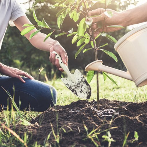 Planting With Purpose: First Electric’s Tree Planting Guide